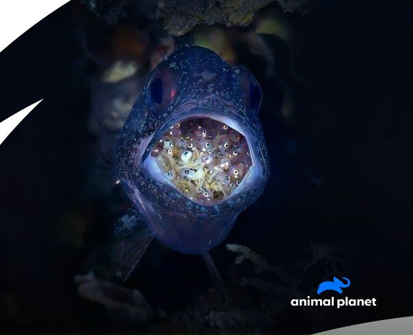 Ответственных и заботливых пап можно найти и среди животных! Отличный пример — кардиналовые рыбы: самцы этого вида вынашивают икринки во рту и не едят все это время — около 25 дней. Правда, примерно 30% всех икринок случайно проглатывается, однако остальные успешно вылупляются.