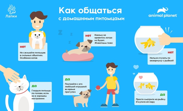 Вместе с приложением  мы сделали памятку, как научить ребенка жить дружно с четырехлапыми, чешуйчатыми и другими обитателями дома. 