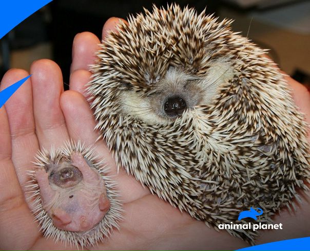 Такой крохотный, а уже колючий!